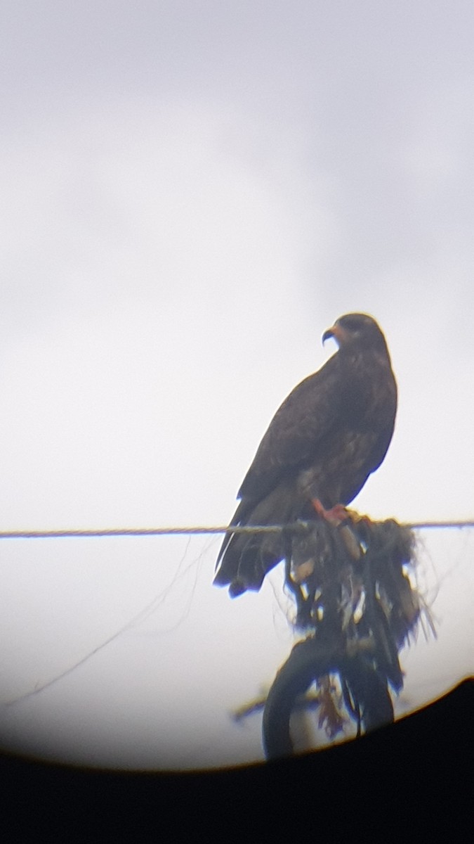 Snail Kite - ML613553104