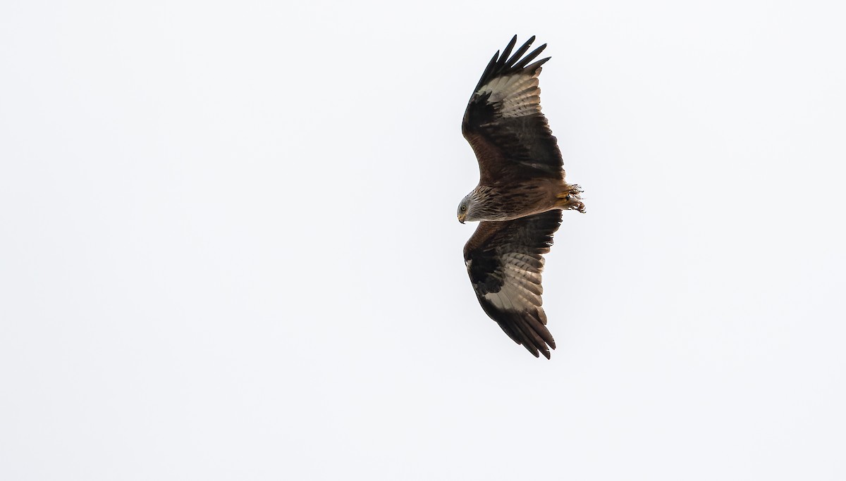 Red Kite - ML613553107