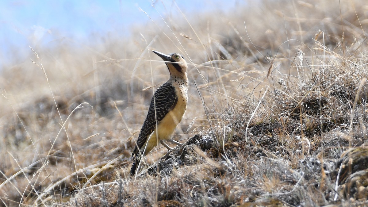 Andean Flicker - Vlad Sladariu