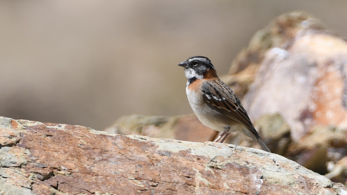 Rufous-collared Sparrow - Vlad Sladariu