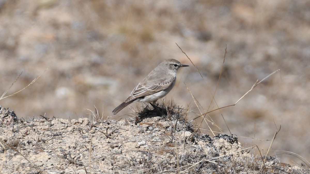 Spot-billed Ground-Tyrant - Vlad Sladariu