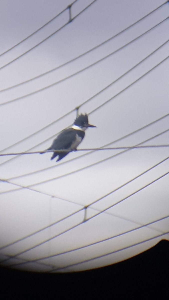 Belted Kingfisher - ML613553123