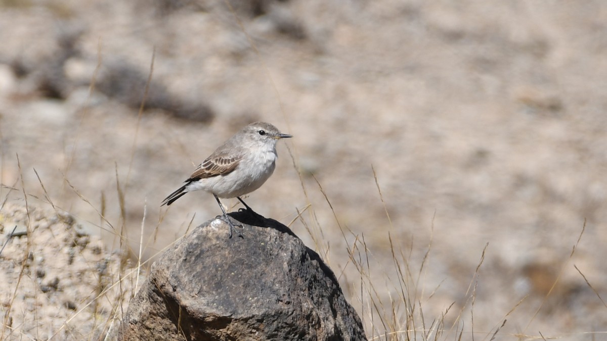 Spot-billed Ground-Tyrant - ML613553124