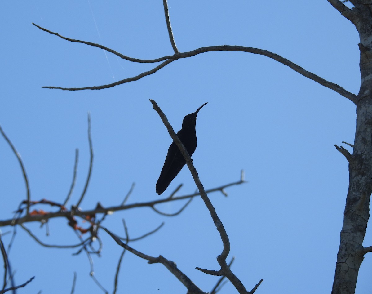kolibřík hispaniolský - ML613553126