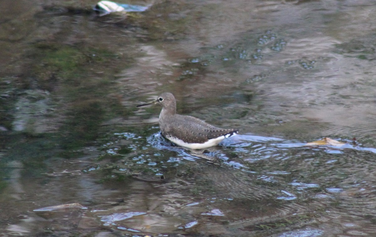 白腰草鷸 - ML613553217