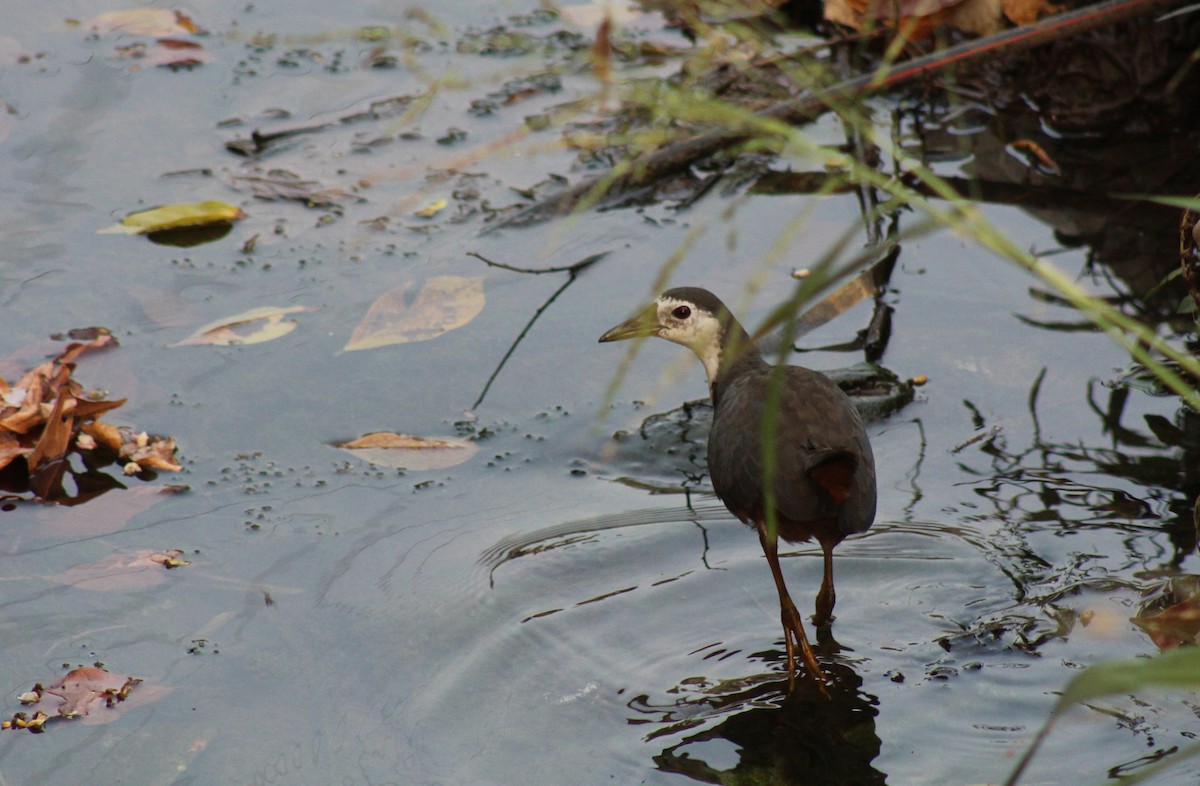 White-breasted Waterhen - ML613553221