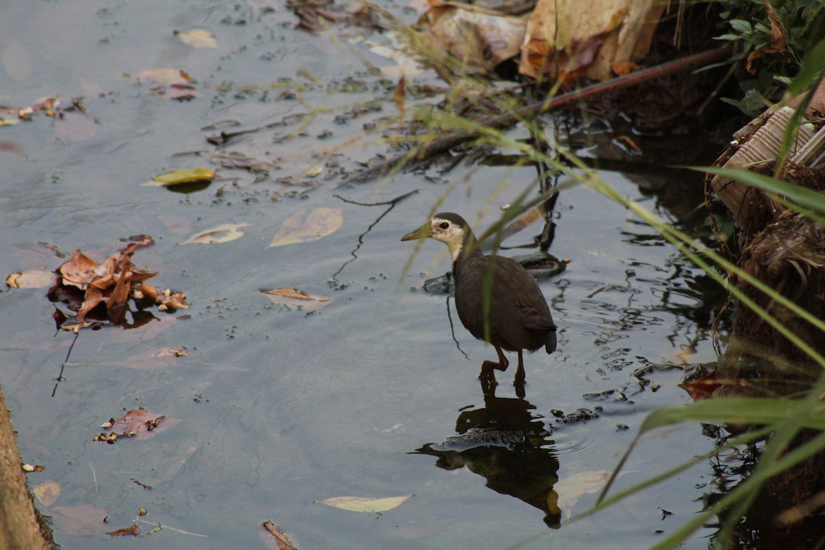 White-breasted Waterhen - ML613553223