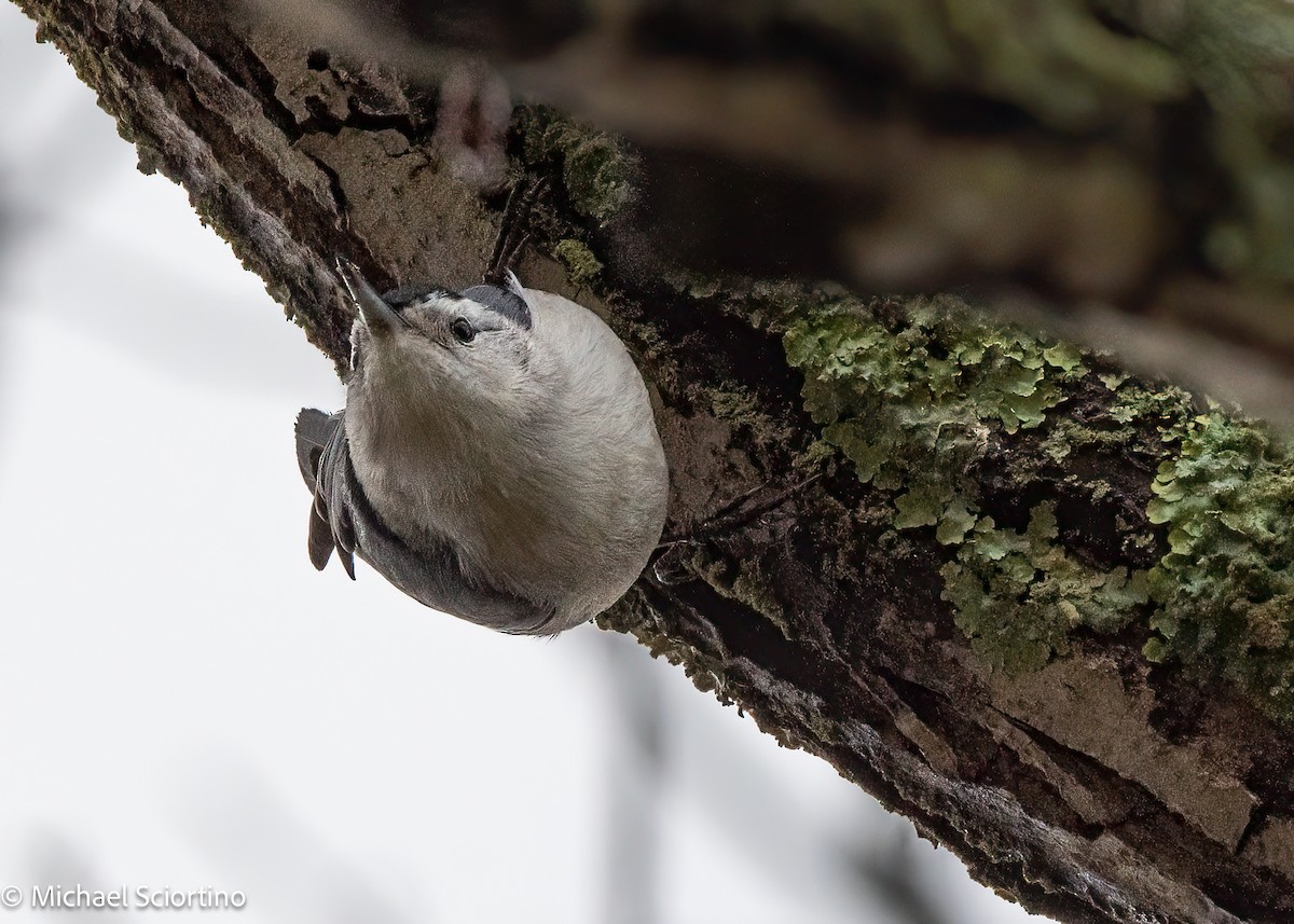White-breasted Nuthatch - Michael Sciortino