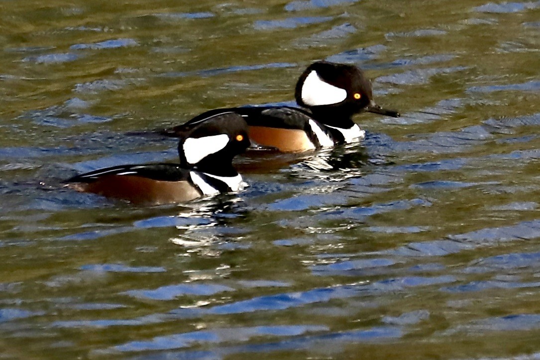 Hooded Merganser - ML613553341