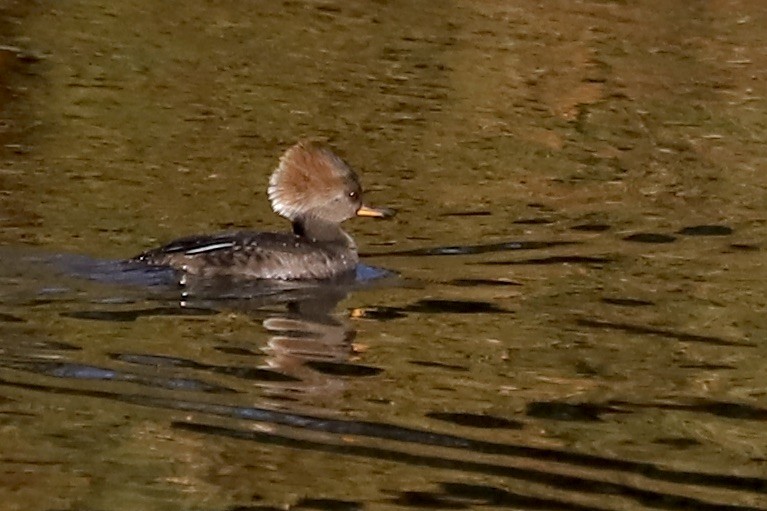 Hooded Merganser - ML613553342