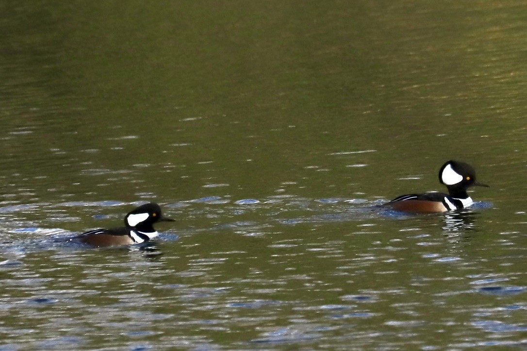 Hooded Merganser - ML613553344