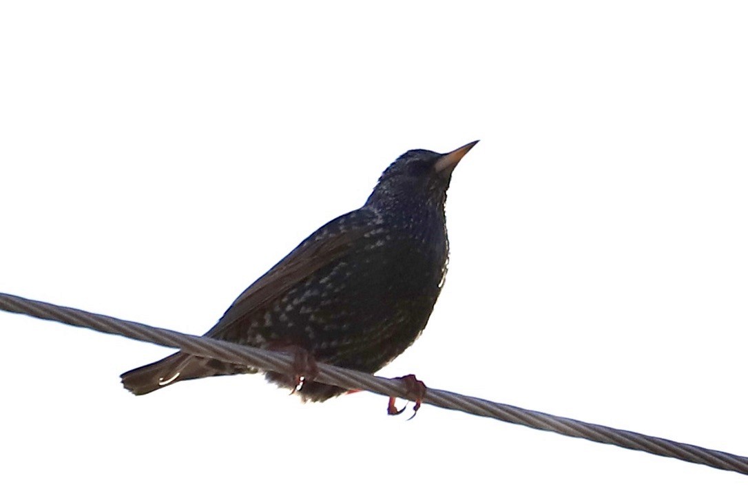 European Starling - ML613553356