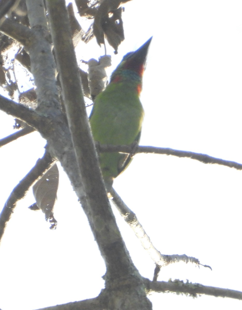 Red-throated Barbet - ML613553368