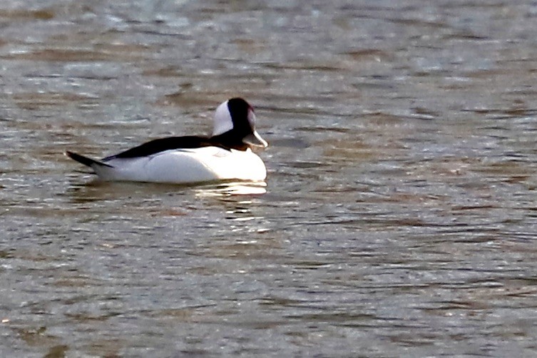 Bufflehead - ML613553370