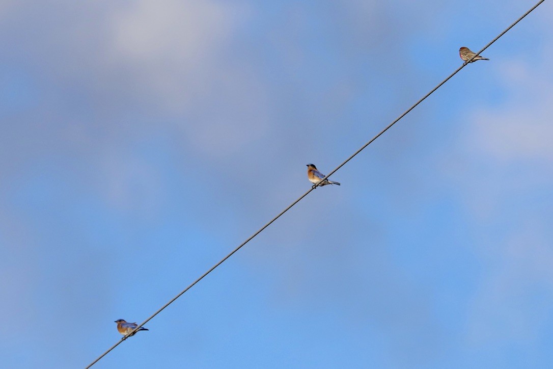 Eastern Bluebird - ML613553394