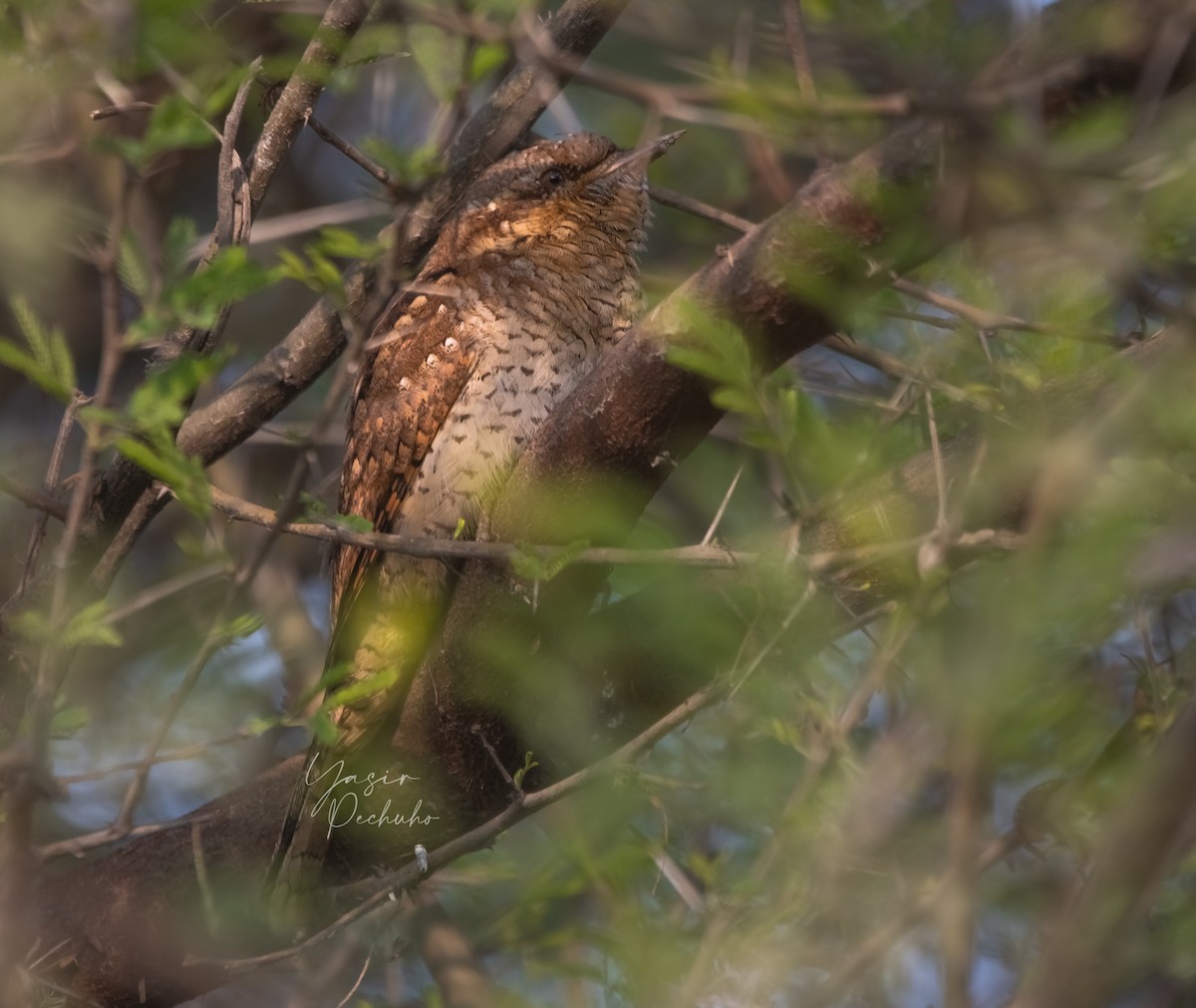 Eurasian Wryneck - ML613553467