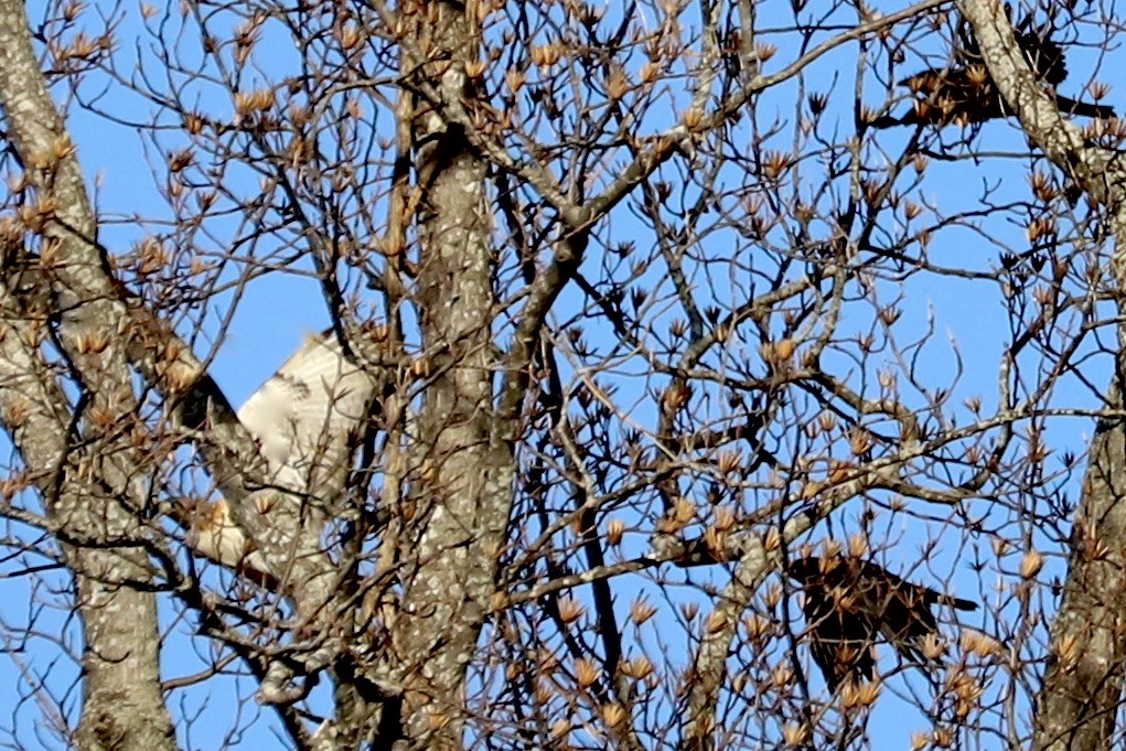 Red-tailed Hawk - ML613553468