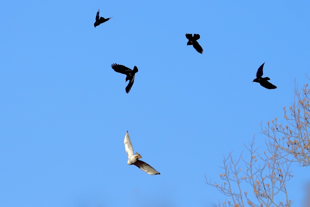 Red-tailed Hawk - ML613553471