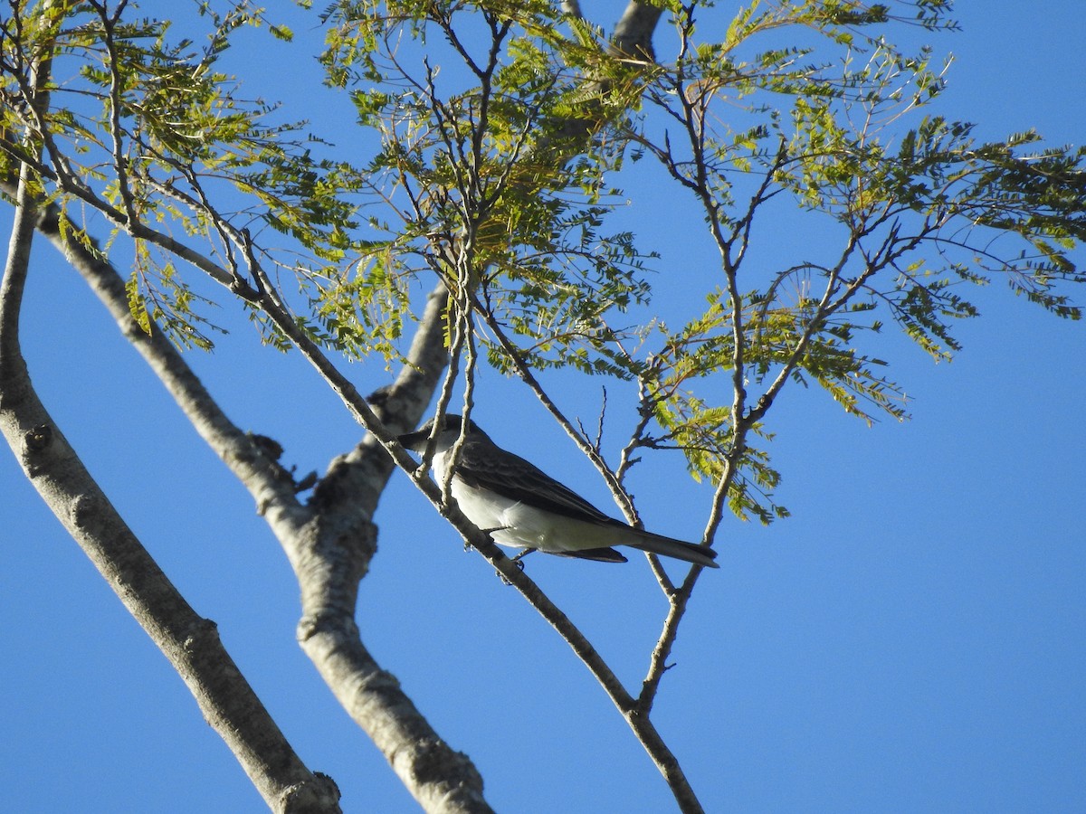 Gray Kingbird - Julio Araujo