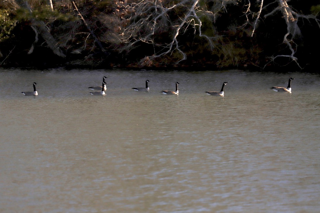 Canada Goose - ML613553564