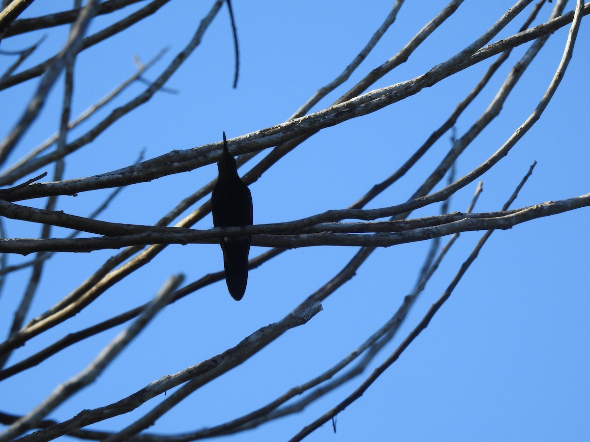 Dominikanermangokolibri - ML613553592