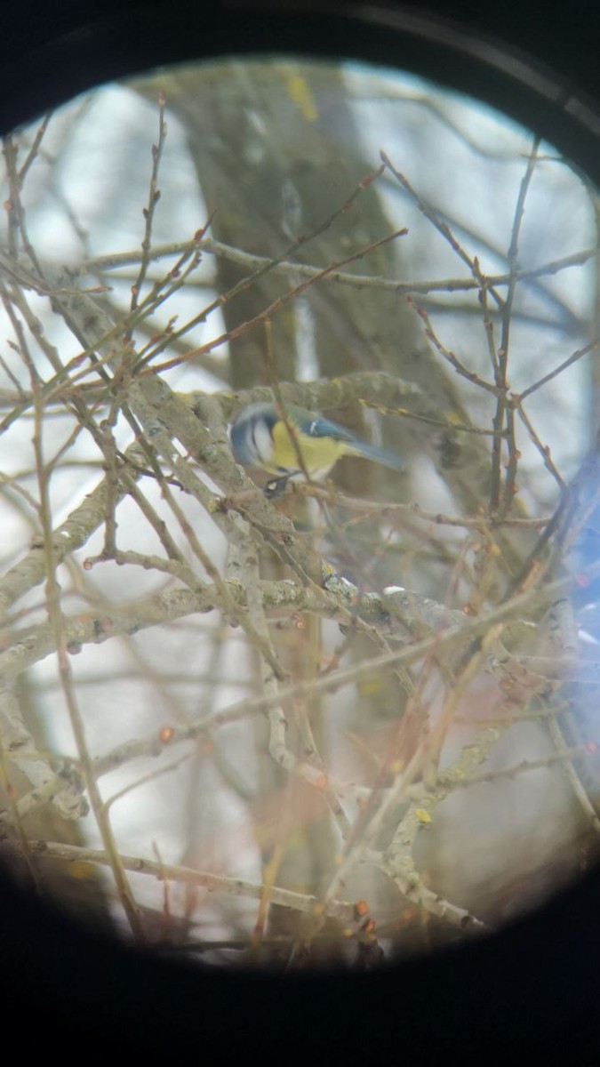 Eurasian Blue Tit - ML613553647