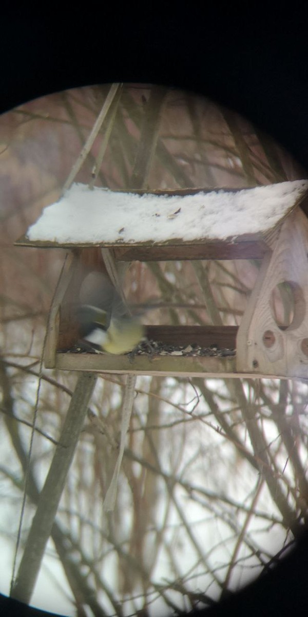 Great Tit - ML613553654