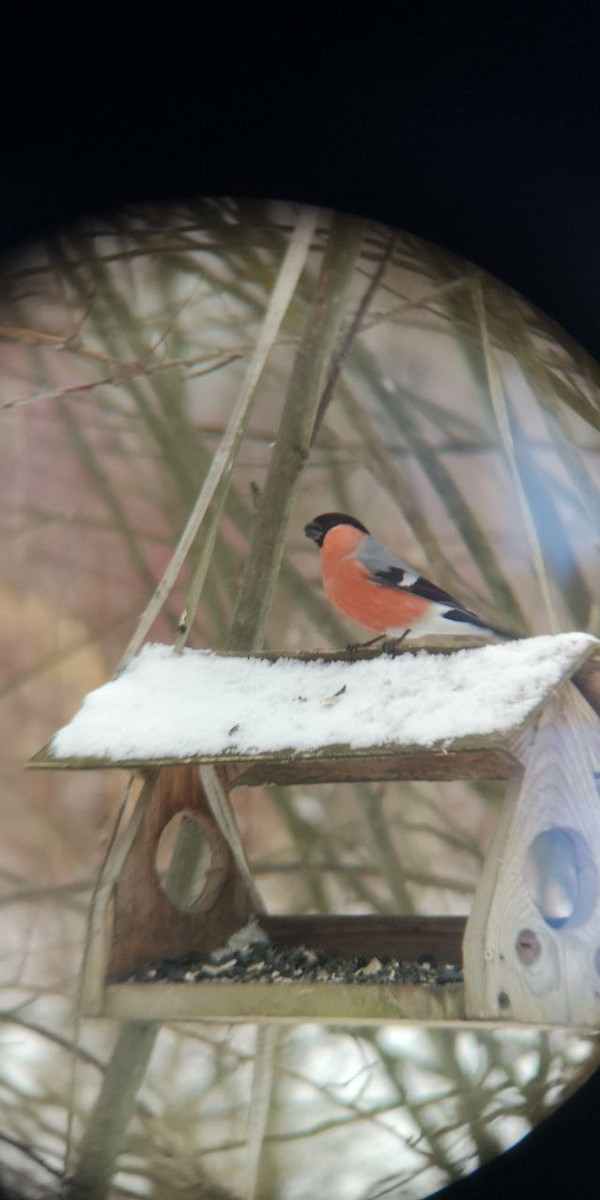 Eurasian Bullfinch - ML613553656