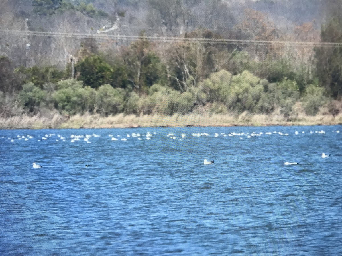 gull sp. - Sonya Massey