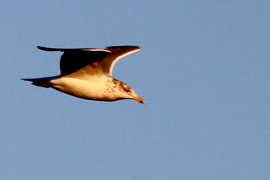 Gaviota Argéntea - ML613553761