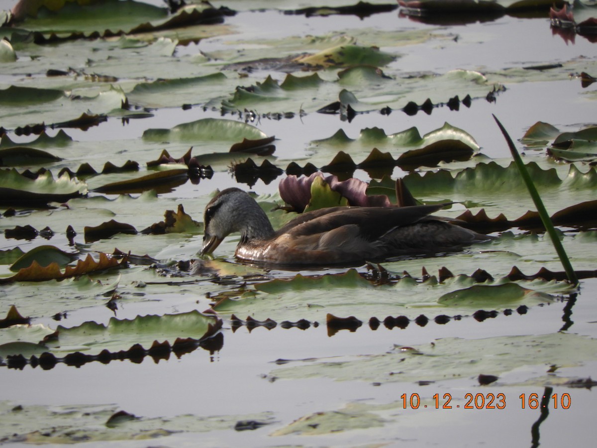 Cotton Pygmy-Goose - ML613553792