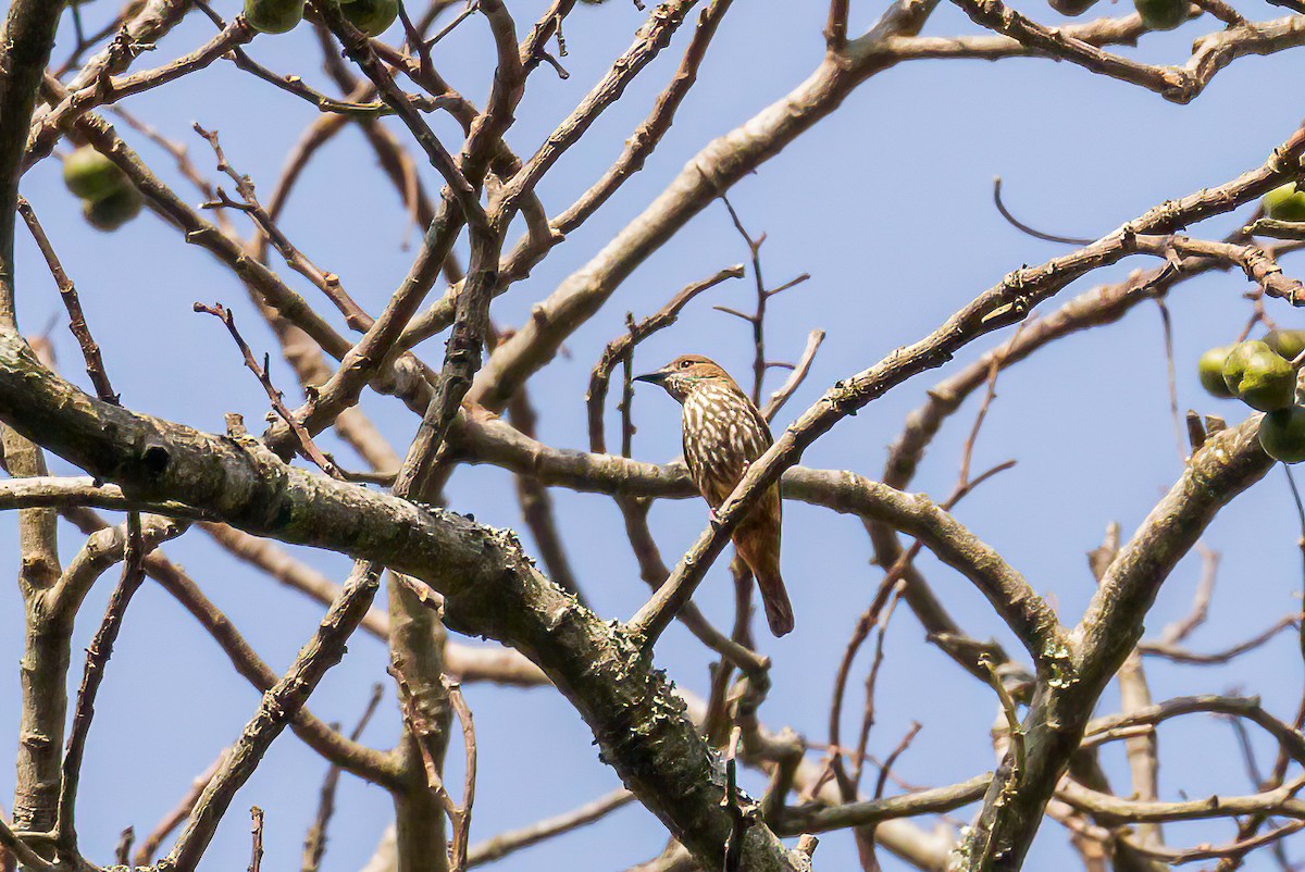 African Shrike-flycatcher - ML613553916