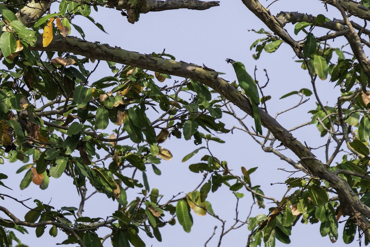 Blue-bearded Bee-eater - Sudhanva Ramesh Atri