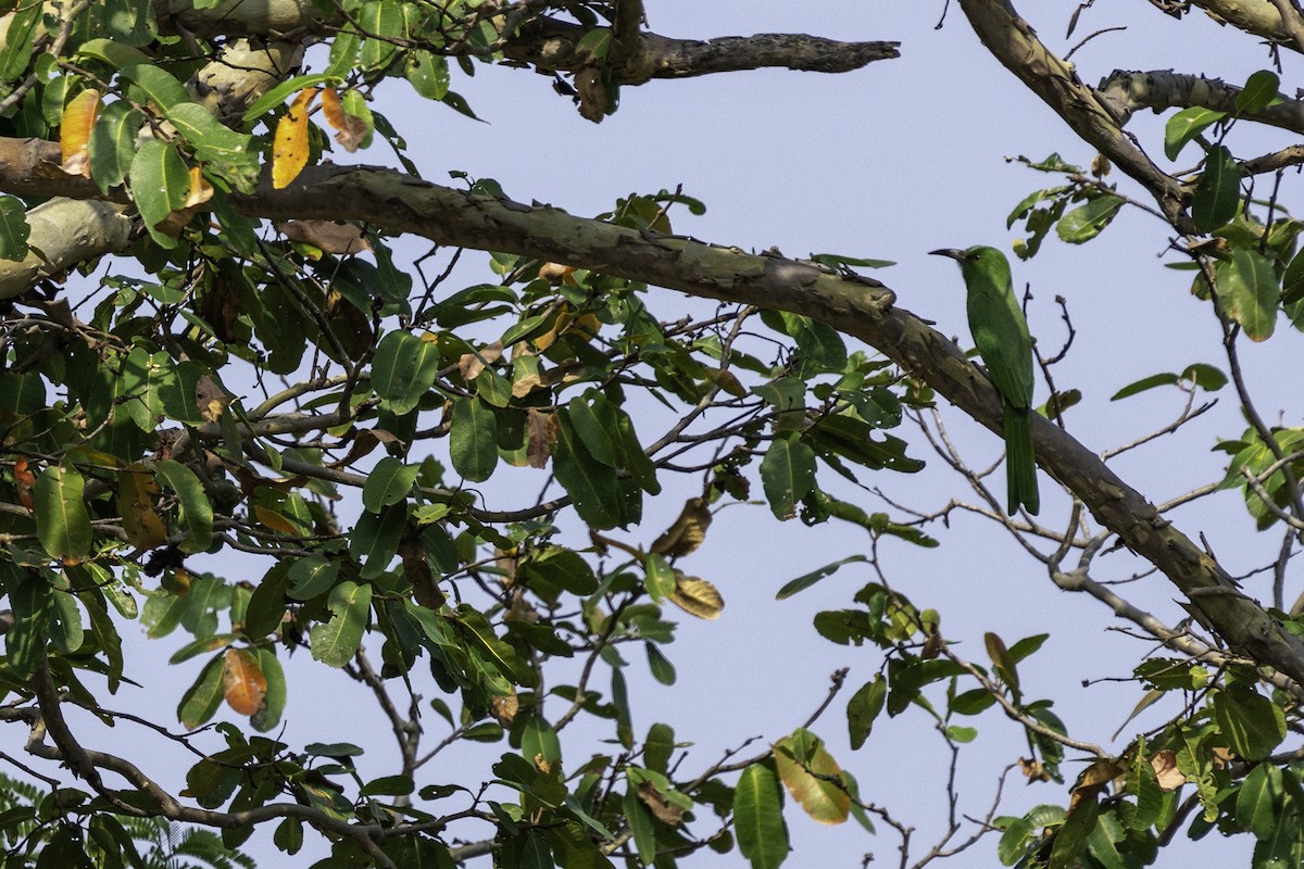 Blue-bearded Bee-eater - Sudhanva Ramesh Atri