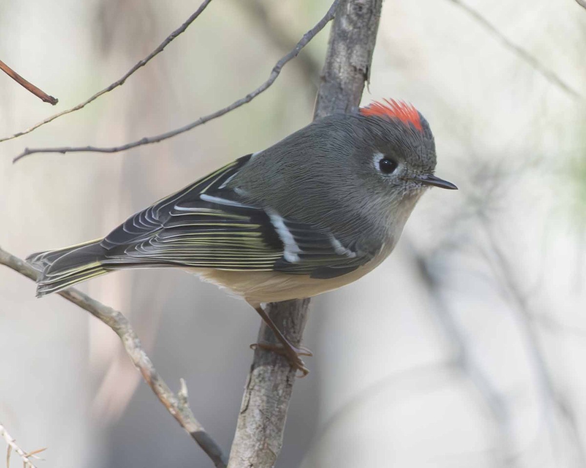 Ruby-crowned Kinglet - ML613553956