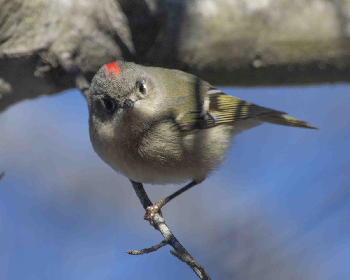 Ruby-crowned Kinglet - Gary Hofing