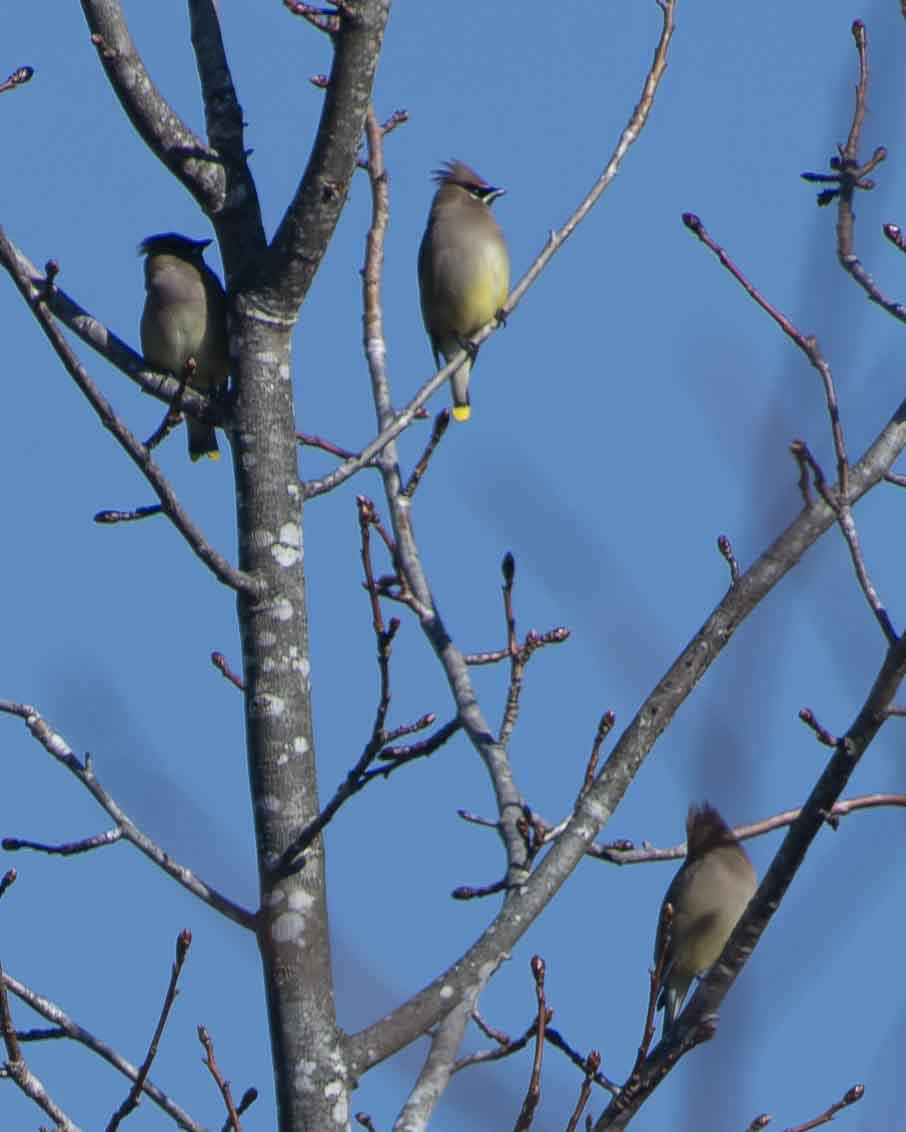 Cedar Waxwing - ML613553968