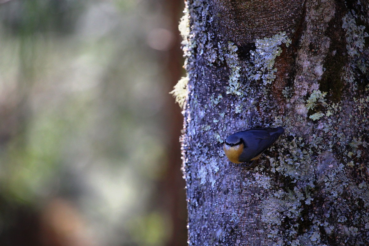 Eurasian Nuthatch - ML613554001