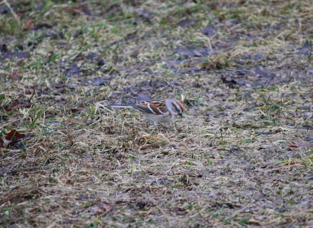 American Tree Sparrow - ML613554011