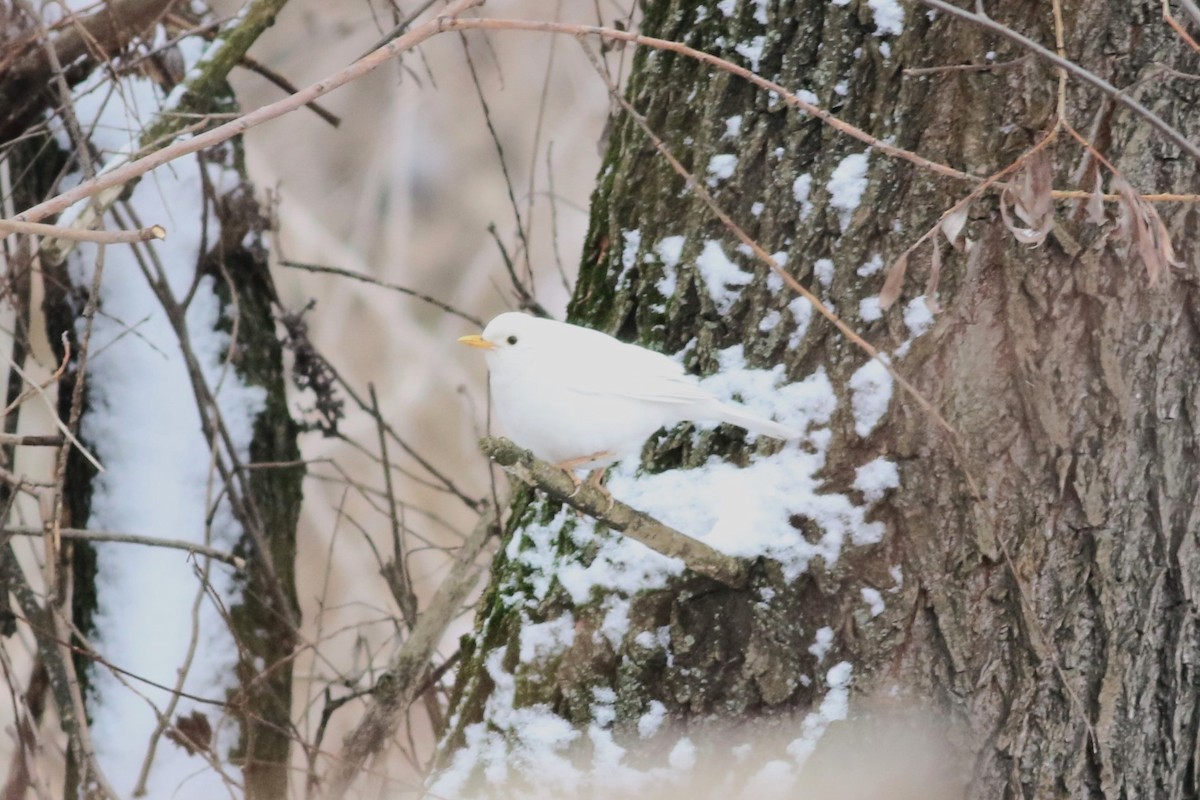 Eurasian Blackbird - ML613554108