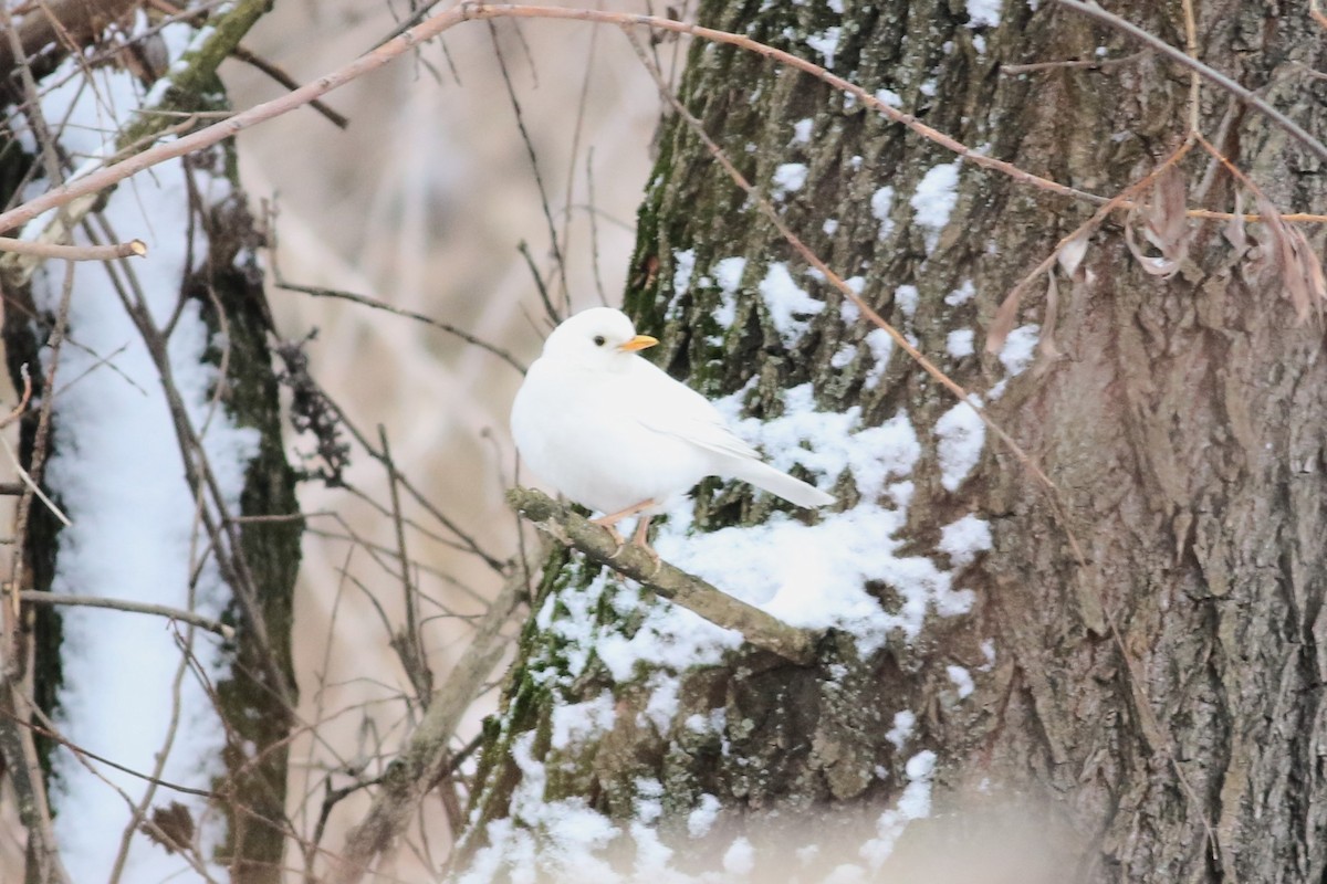 Eurasian Blackbird - ML613554110