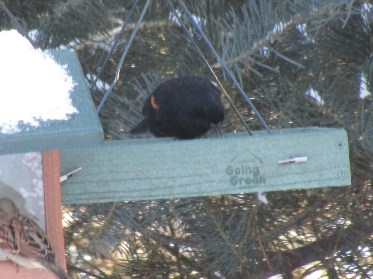 Red-winged Blackbird - ML613554127