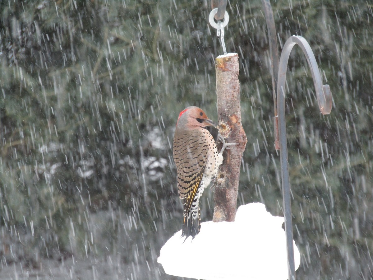 Northern Flicker - ML613554149