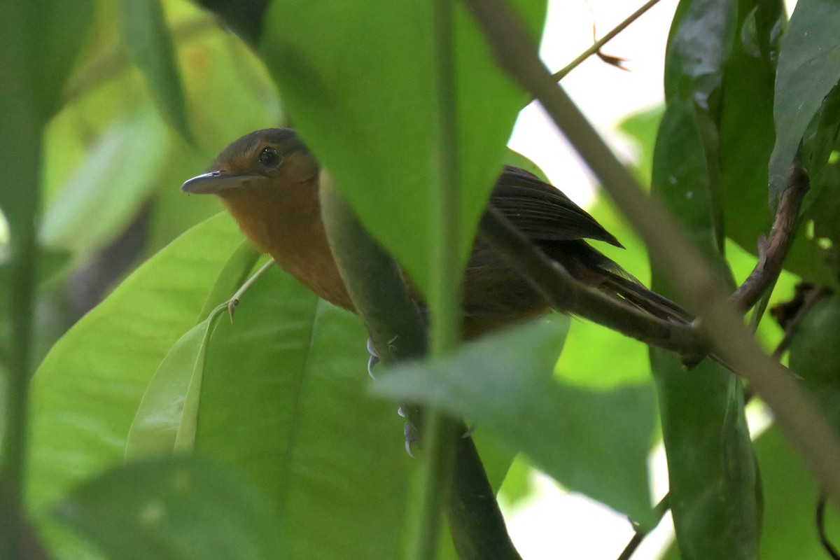 Blackish Antbird - Guy Lafond