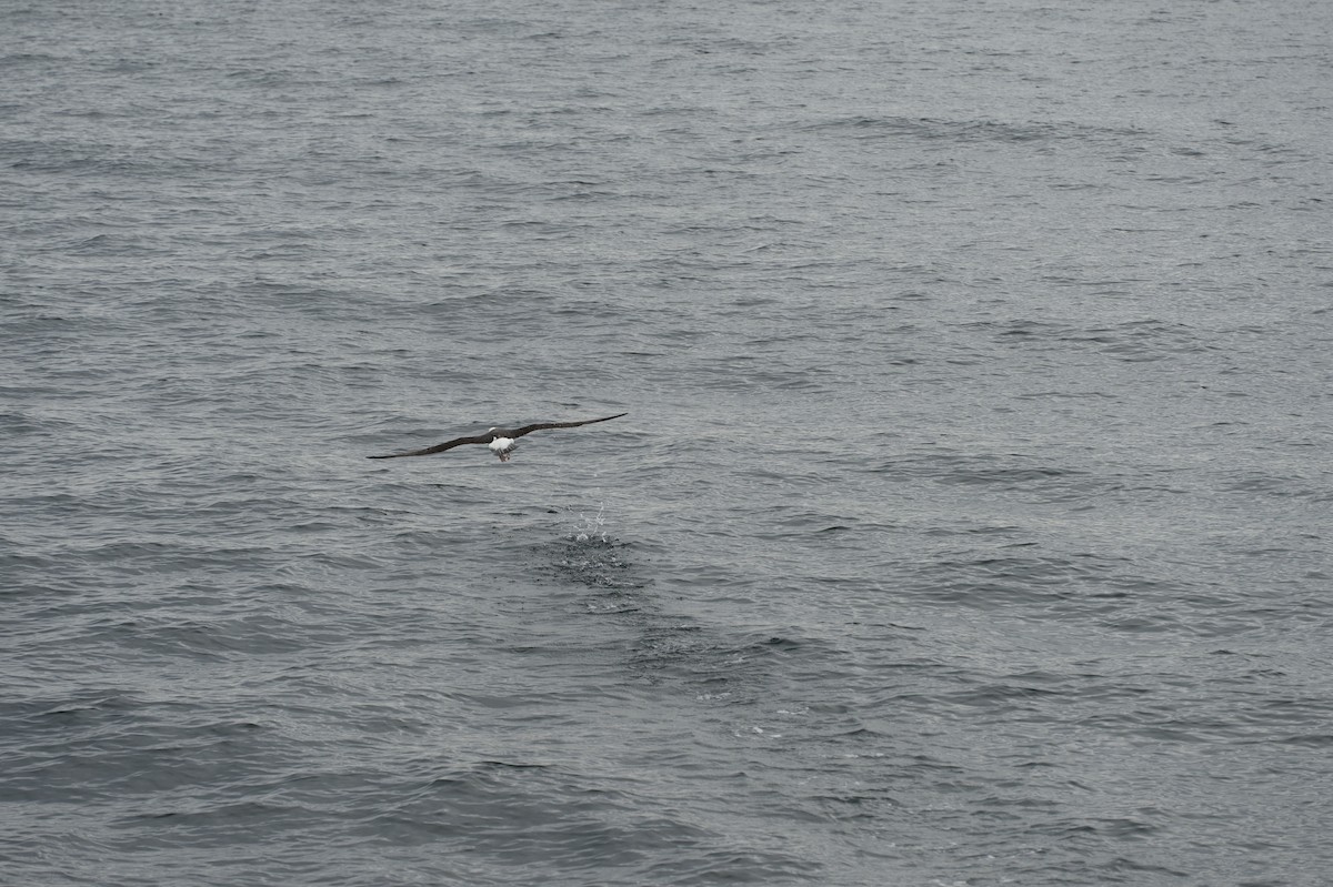 large albatross sp. - ML613554173