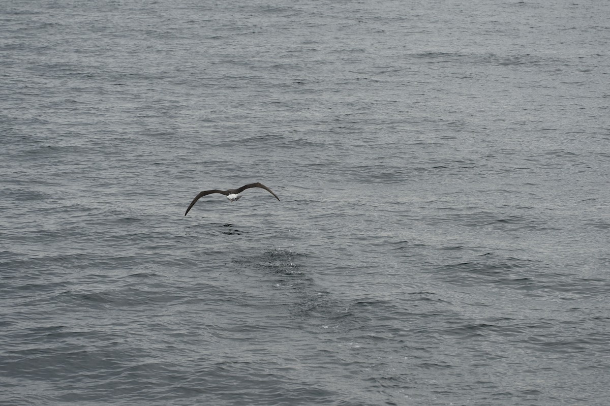 large albatross sp. - ML613554178