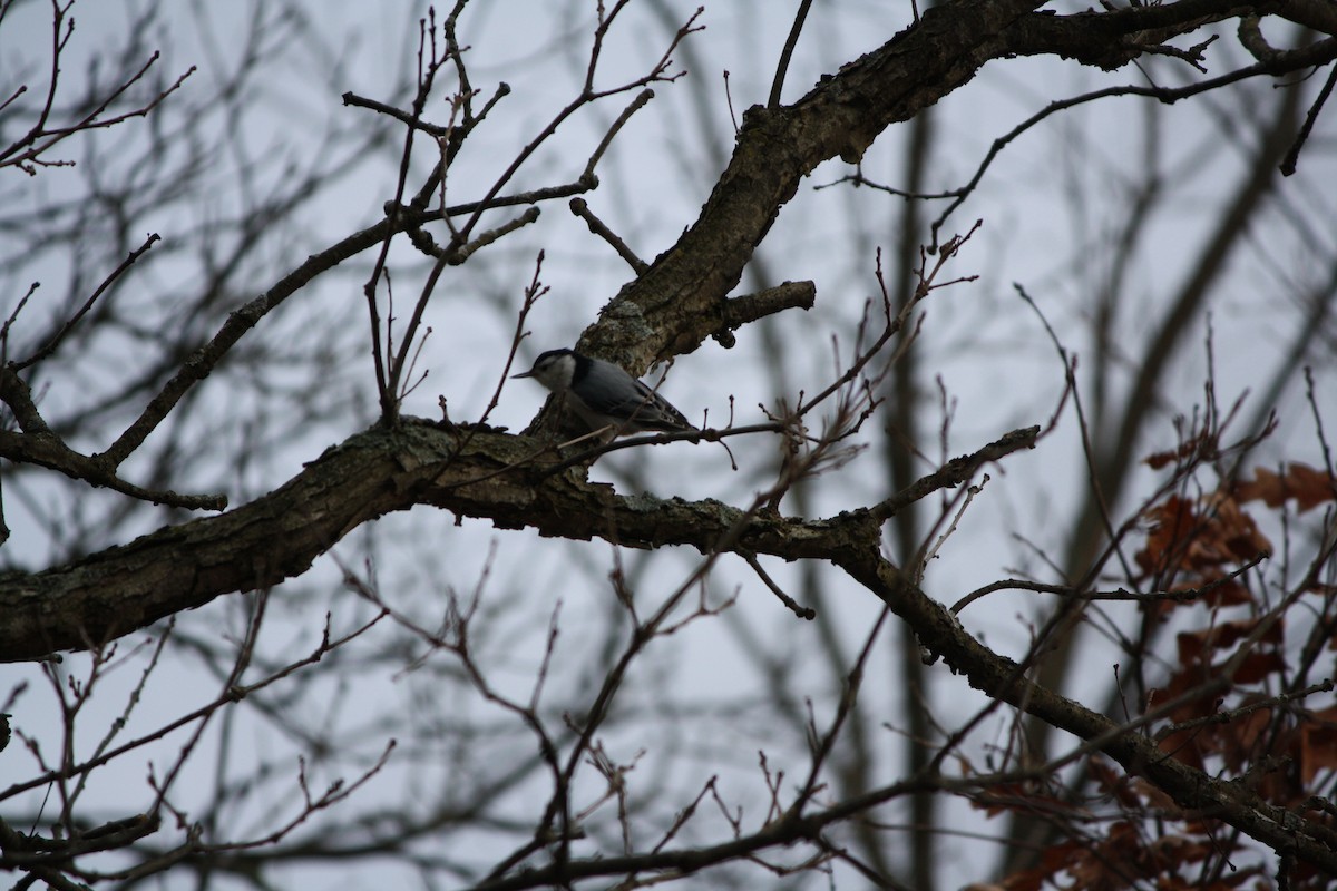 White-breasted Nuthatch (Eastern) - Lucas Cain