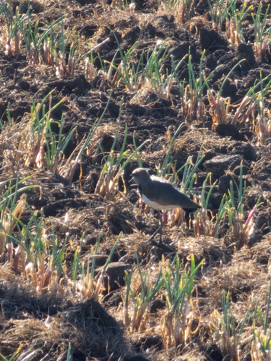 Southern Lapwing - Diego López