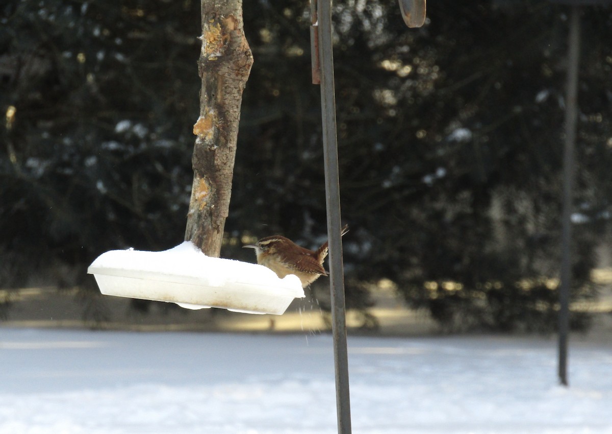 Carolina Wren - ML613554207