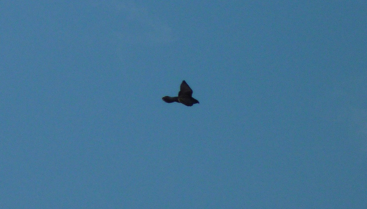 Aztore eurasiarra - ML613554208